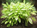 Top 10 Plants That Can Keep Your House Cool During Summer