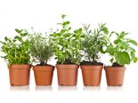 Best Medicinal Plants To Grow At Home 