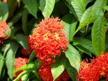Health Benefits Of Ashoka Tree