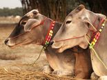 Why Indians Drink Cow Urine? Health Benefits Of Cow Urine