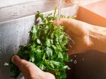 Health Benefits Of Parsley Leaves & Juice For The Human Body