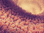 What Is SIBO (Small Intestinal Bacterial Growth)?