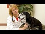 Did You Know That Pet Acupuncture Exists?
