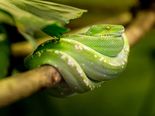 Snake Dreams During Pregnancy Have A Secret Message!