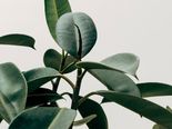 Benefits Of Having Plants In Your Bedroom + 9 Best Indoor Plants For Clean Air