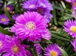 Your Birth Month Flower Can Reveal This About Your Personality