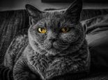 Different Animals And Their Hidden Meanings