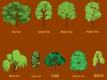 Pick A Tree & Know What It Predicts In 2018 For You