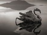 Deadly Lake In Africa Turns Animals To Calcified Stone-like Statues