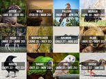 Everything You Need To Know About The American Zodiac Signs