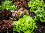 Top 12 Foods That Are Rich In Folate