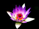 How To Stop Your Mind From Wandering While You Meditate