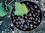 10 Nutritional Health Benefits Of Blackcurrants