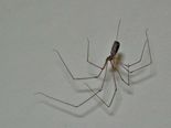 A Spider Was Found Living In A Pensioner’s Ear!