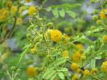 These Plants Can Bring Bad Luck To You!