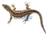 Hindu Beliefs Associated With Lizards