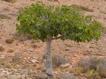 Mysterious Case Of Missing Man Who Was Found After Fig Tree Grew From The Seed In His Stomach