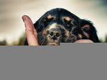 How To Keep A Dog From Smelling In Between Baths