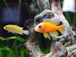 Why Aquariums Are Auspicious For Your House
