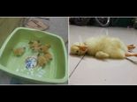 She Bought Eggs To Eat But They Hatched Instead!