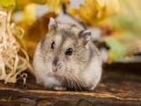 Did You Know These Pets Are Banned Around The World?