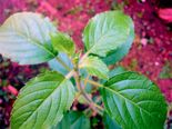 12 Lucky Plants That Will Change The Ambience Of Your Home And Workplace