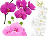 Valentine's Day 2021: Flowers Other Than Roses To Send To Your Partner This Rose Day 