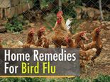 12 Herbal Home Remedies To Fight Bird Flu Or Avian Influenza