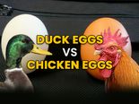 Why Duck Eggs Can Be A Better Alternative To Chicken Eggs?