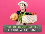 Edible And Nutritious Plants You Can Grow At Home