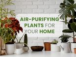 World Environment Day 2021: A List Of All The Air-Purifying Plants For Your Home Available In India