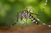 Rift Valley Fever: What Is RVF? Symptoms And Treatment; Can RVF Cause Another Pandemic? 