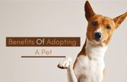 10 Health Benefits Of Adopting A Pet; Especially For Kids And The Elderly