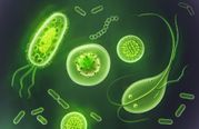 Toxoplasma Gondii: Most 'Successful' Parasite In The World; Can Moms Pass This On To Babies?