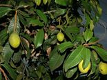 ಮಾವಿನ ಎಲೆಗಳ ಜಾದೂಗೆ--ಮಧುಮೇಹ ಮಂಗಮಾಯ!   