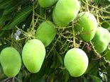ಮಾವಿನಕಾಯಿ ಸಾರಿಗೆ ಹಾಕಿದರೆ  ಆರೋಗ್ಯಕ್ಕೆ 6 ಲಾಭ
