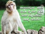  ಚೀನಾದಲ್ಲಿ ಮಂಕಿ ವೈರಸ್ ಭೀತಿ: ಇದರ ಲಕ್ಷಣಗಳೇನು, ಚಿಕಿತ್ಸೆ ಇದೆಯೇ?