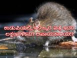 ಉಡುಪಿಯಲ್ಲಿ ಇಲಿ ಜ್ವರ: ಇದರ ಲಕ್ಷಣಗಳೇನು? ಅಪಾಯಕಾರಿಯೇ?