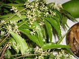 வயிற்றில் உள்ள புழுக்களை அழிக்க சில சூப்பரான கை வைத்தியங்கள்!!!