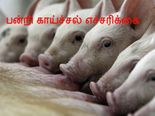 காட்டுத்தீ போல் பரவி வரும் பன்றி காய்ச்சல் முன்னெச்சரிக்கை வழிமுறைகள்!