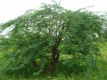 வேளாண் கொல்லி சீமைக் கருவேலம் இந்தியாவில் புகுந்த வரலாறு...