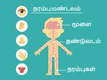 நரம்பு மண்டலத்தின் வலிமையை அதிகரிக்கும் 11 உணவுகள்!
