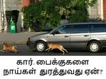 இரவு வேளைகளில் நாய்கள் கார், பைக்குகளை அதிகமாக துரத்துவதன் காரணம் இதுதான்?