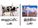 ஜல்லிக்கட்டு தடைக்கு பின்னணியில் இருக்கும் வர்த்தக அரசியலும், பாழாகும் நமது ஆரோக்கியமும்!