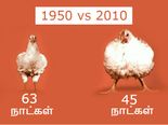இன்று நீங்கள் உண்ணும் சிக்கனை பற்றிய திடுக்கிட வைக்கும் 5 உண்மைகள்!