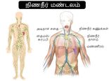 நிணநீர் மண்டலம் எவ்வளவு முக்கியமானது? அதை சுத்தமாக வைத்துக் கொள்வது எப்படி?