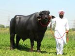 சுல்தான், இந்த காளையின் விந்து மட்டும் ரூ.1 கோடி! உலகே வியக்கும் அசாத்தியா காளை!