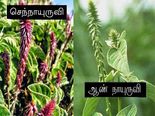 பல்வலி முதல் பாத நோய் வரை சகலத்தையும் குணப்படுத்து நாயுருவி!!