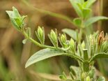 சிறுநீரக கற்களை இயற்கை முறையில் கரைக்கச் செய்யும் ஓர் அற்புத மூலிகை