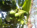 மழை வருமான்னு தெரிஞ்சுக்கனுமா? புன்னை மரத்தை கேளுங்க!!  ஏன்?